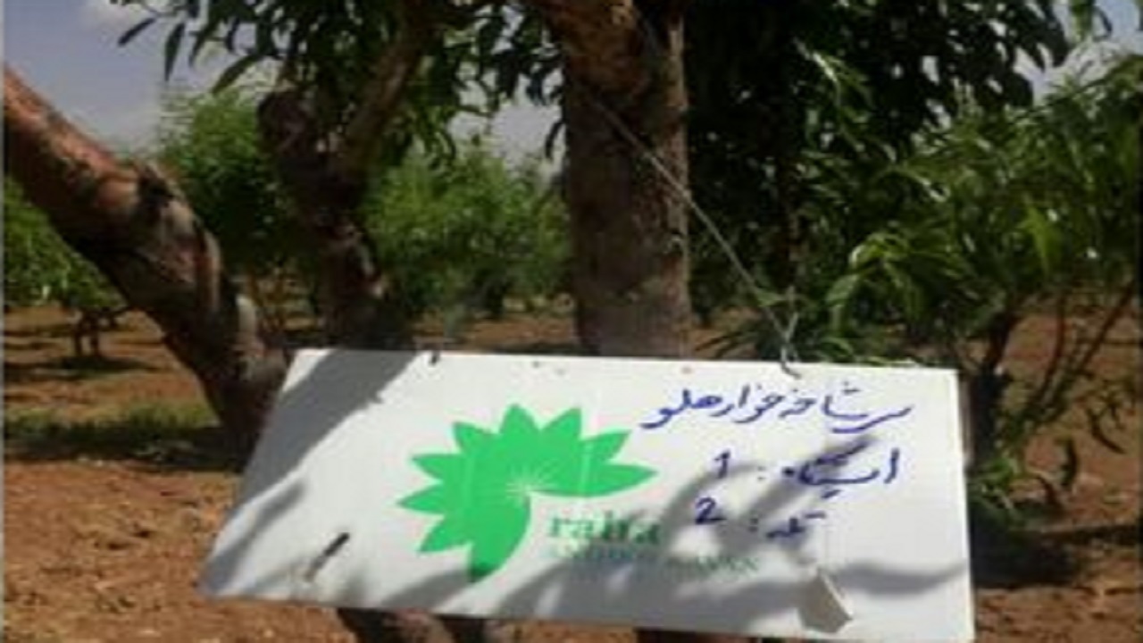 نصب تله‌های فرمونی در باغات شهرستان بن