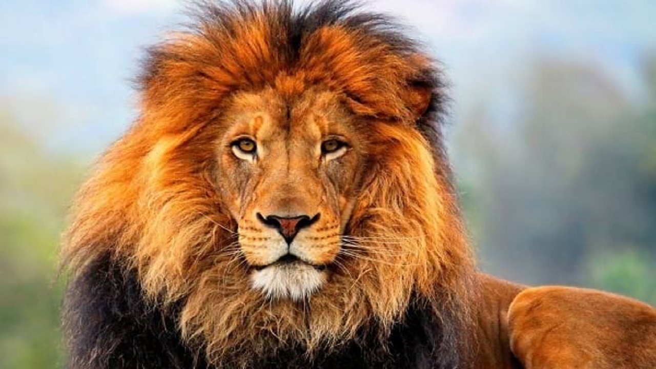 همه‌چیز درباره‌ى شیر‌ها