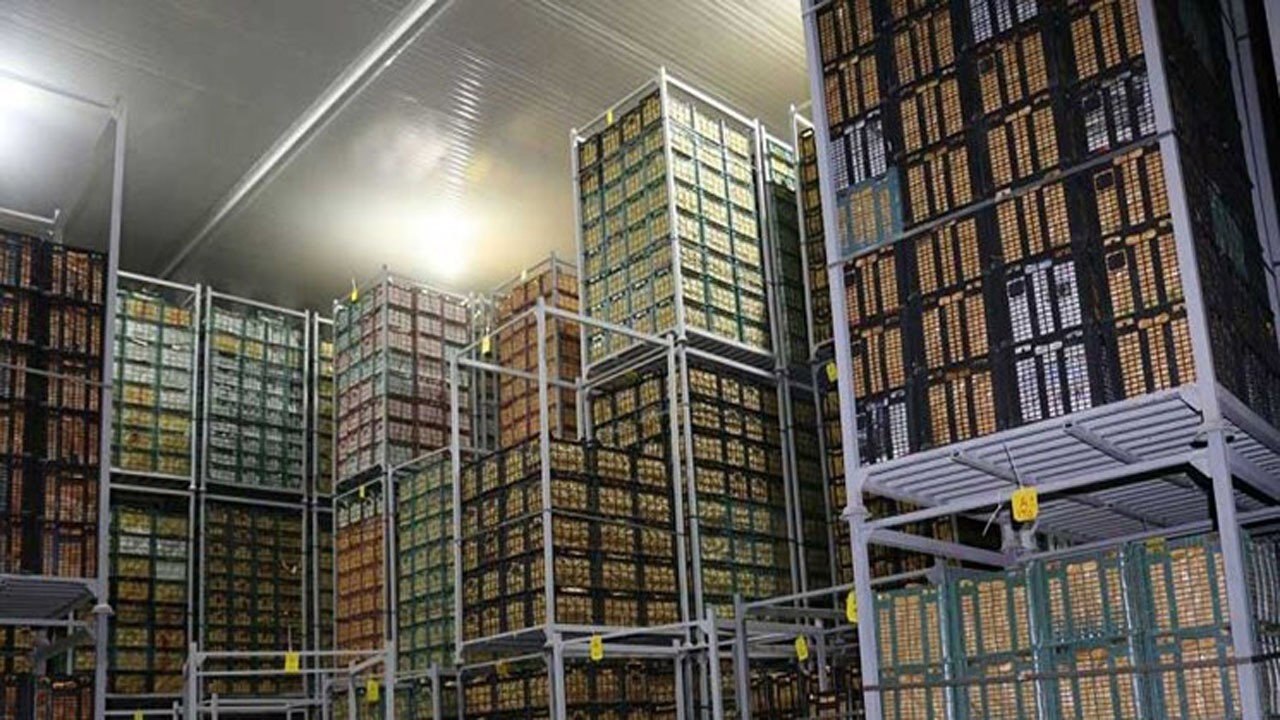 انباشت ۵۰ هزار تن سیب درختی در سردخانه‌های آذربایجان‌غربی/صادرات سیب با مشکل مواجه شده است