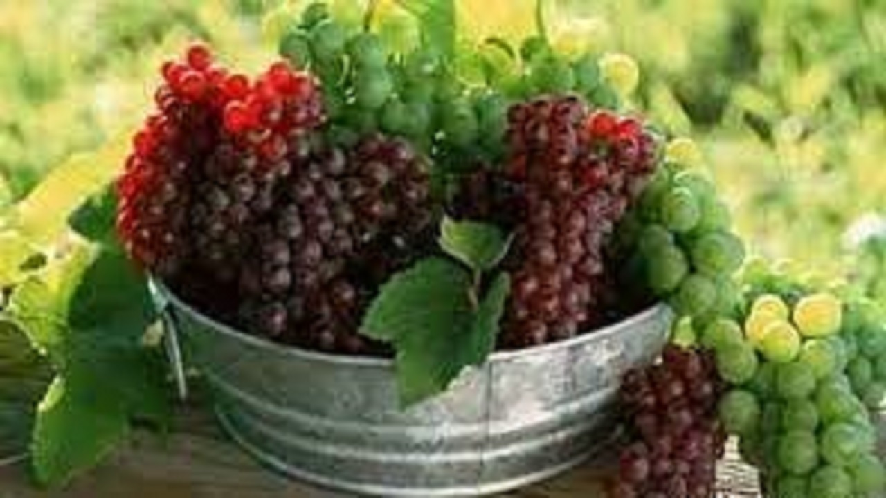 آغاز برداشت نوبرانه انگور یاقوتی درخاش