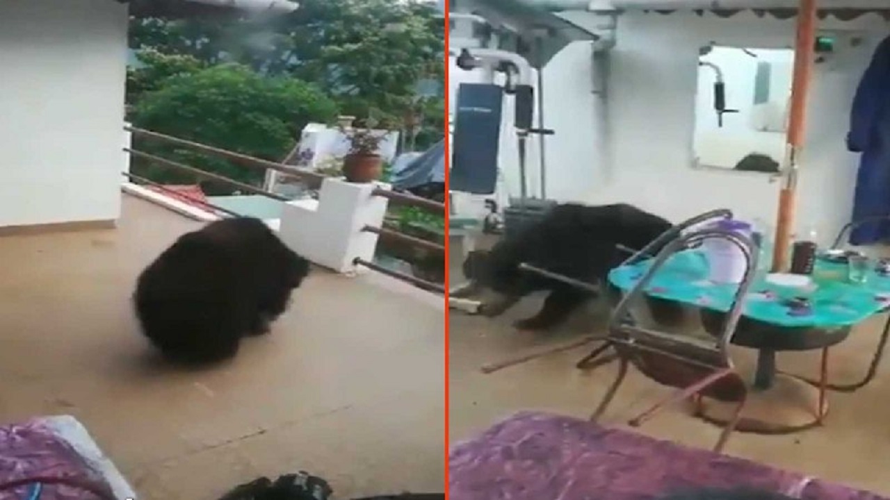 صحنه وحشتناک پرسه خرس در داخل خانه!