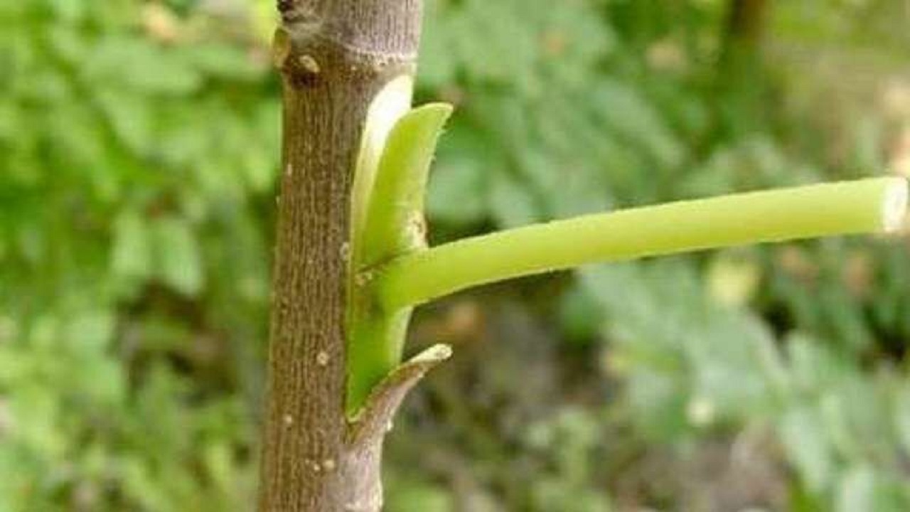 آغاز عملیات پیوند پسته از باغات دره شهر اجرا شد