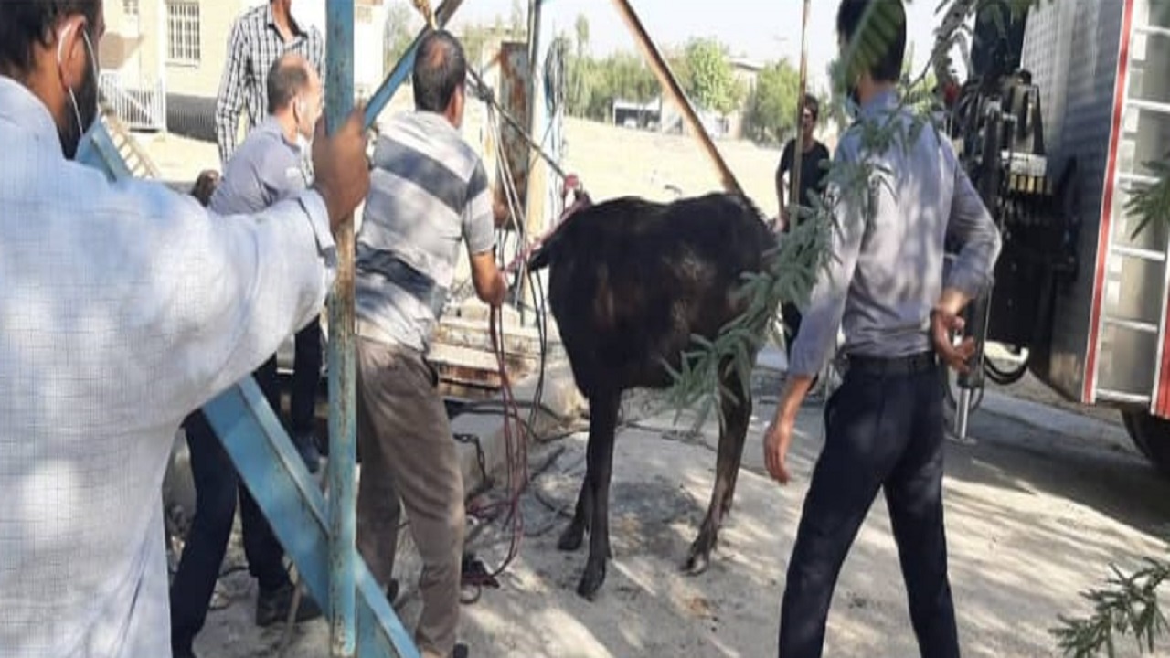 نجات یک راس گاومیش از درون چاه فاضلاب در دزفول
