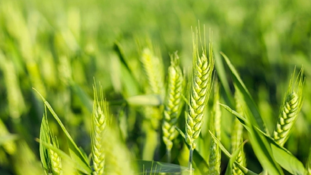 مبارزه با سن مادر در بیش از ۳۶ هزار هکتار از اراضی زراعی زنجان