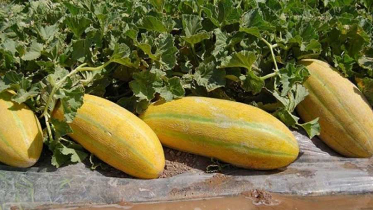 برداشت خربزه در مهر