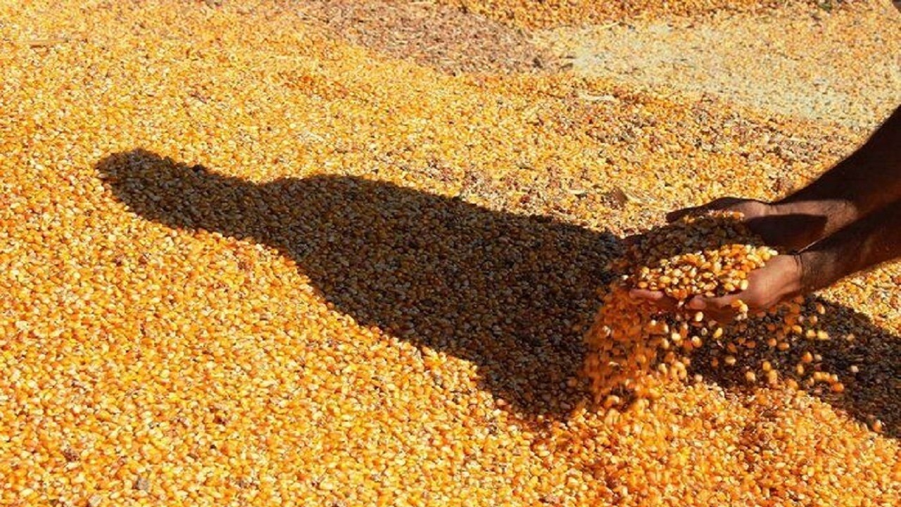 کشف ۱۲ تن نهاده دامی غیر مجاز در ایلام