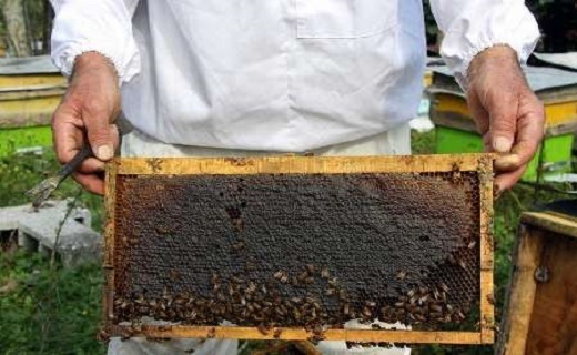 تولید فرا استانی عسل اصفهان؛ محصولی با کیفیت، اما فاقد نشان تجاری شاخص
