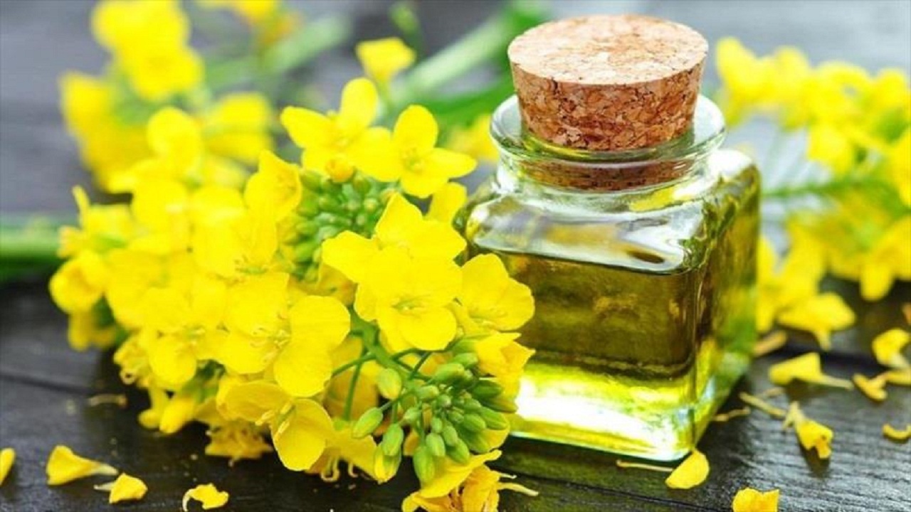 برداشت کلزا در امیدیه به پایان خط رسید