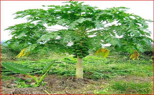 کشت میوه&zwnj;های استوایی هم وطنی شد/ روزگار سیاه طلای سبز در خراسان جنوبی/ میگوی گلستان به چین رسید