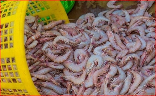 کشت میوه&zwnj;های استوایی هم وطنی شد/ روزگار سیاه طلای سبز در خراسان جنوبی/ میگوی گلستان به چین رسید
