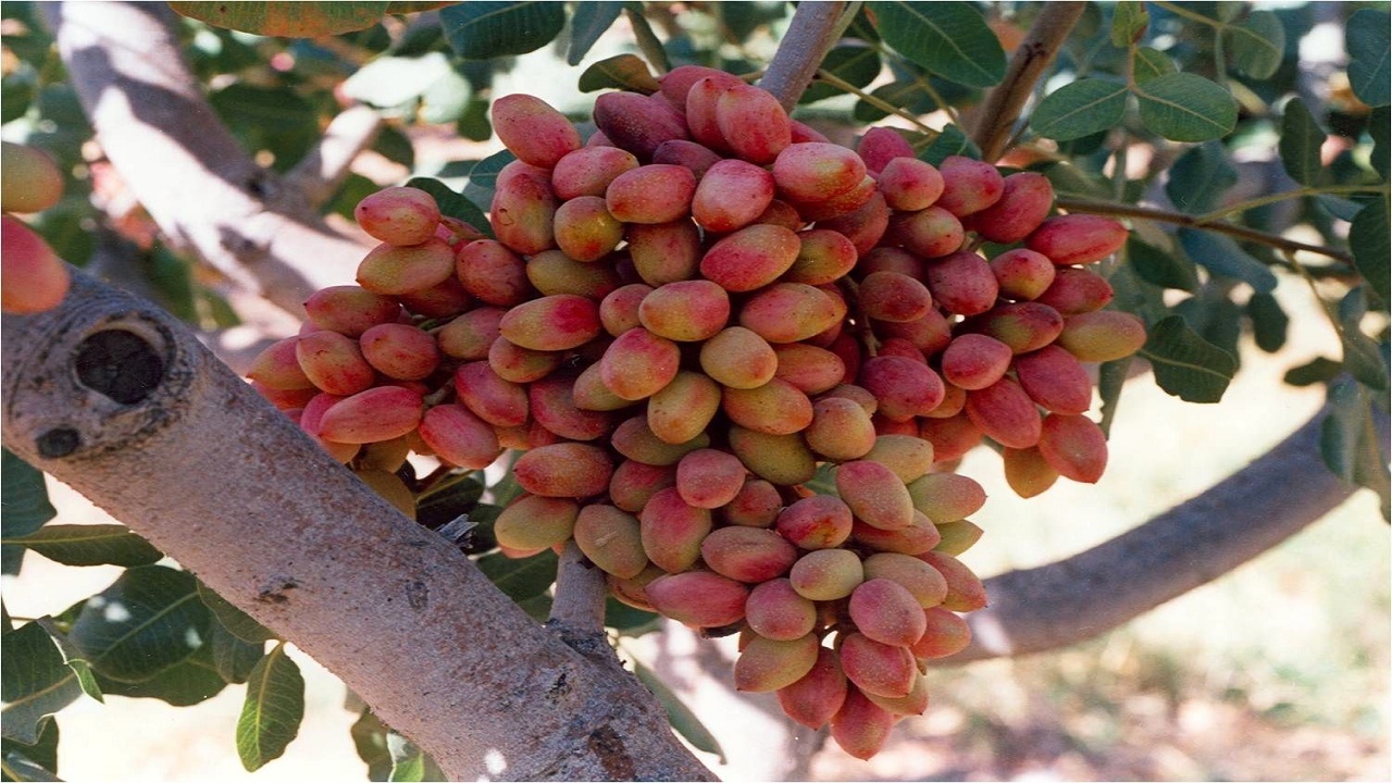 افزایش تولید پسته با اصلاح باغات در سال گذشته