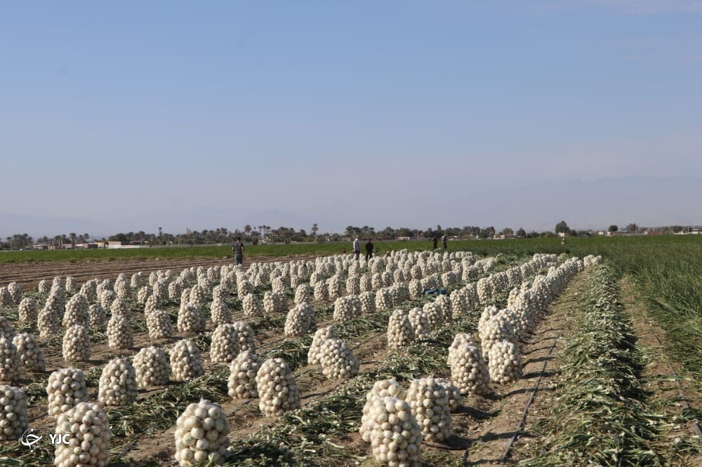  پیاز جنوب کرمان 