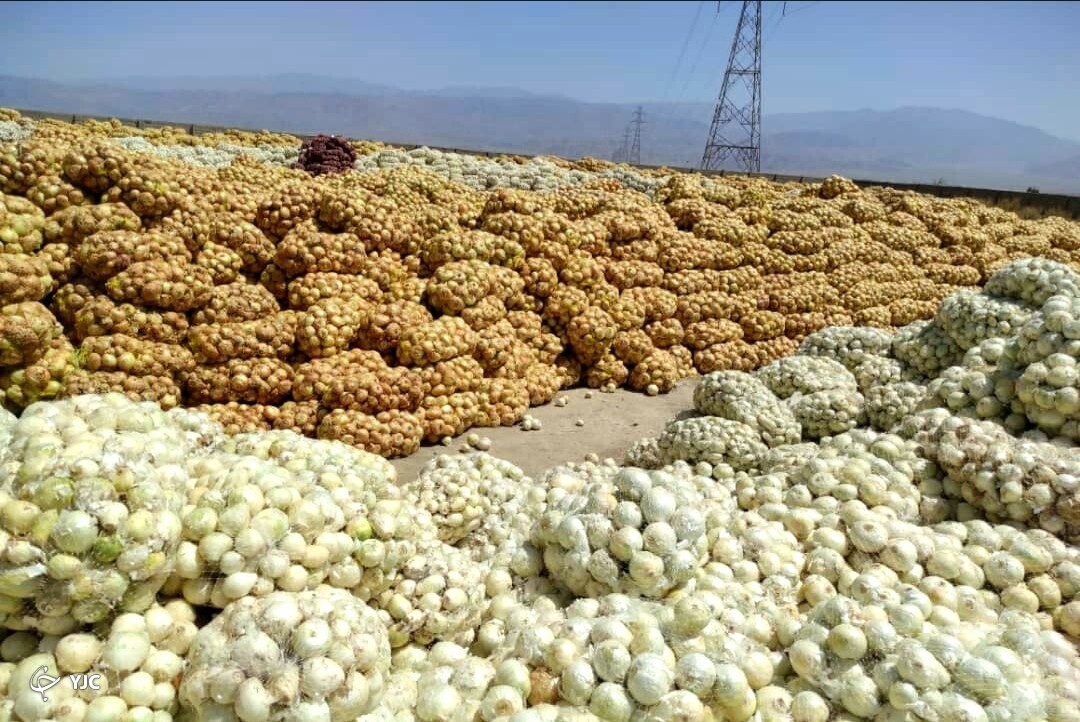  پیاز جنوب کرمان 