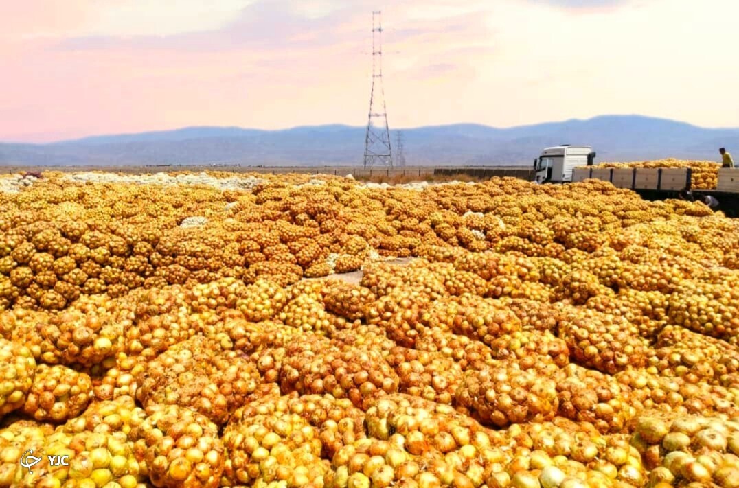  پیاز جنوب کرمان 