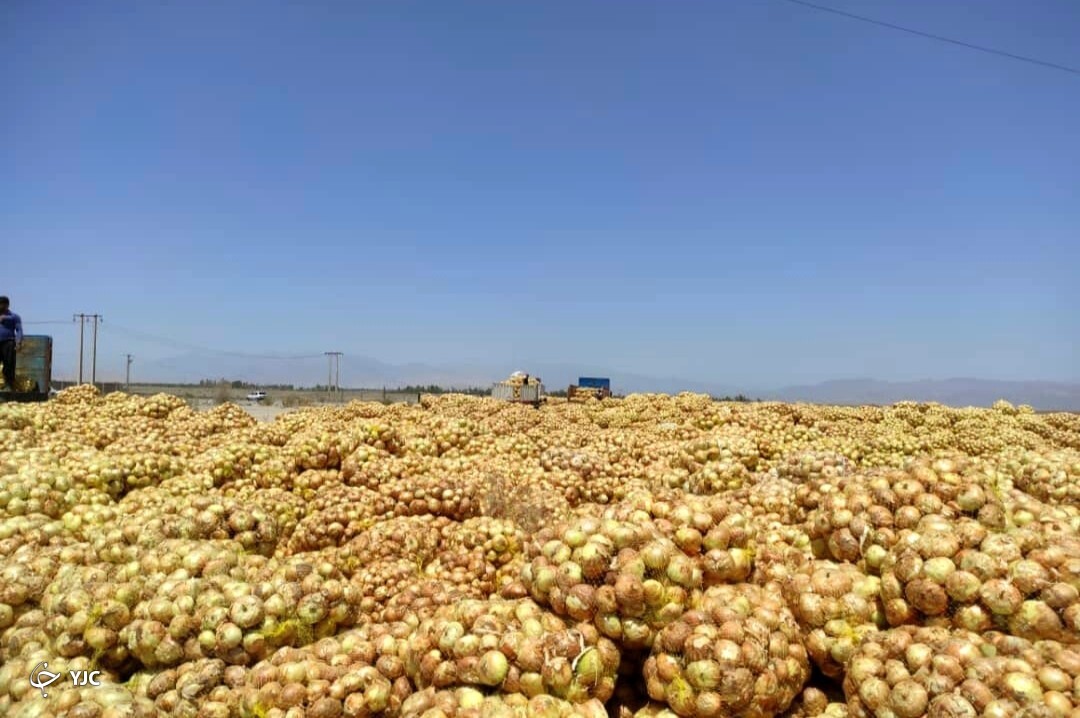  پیاز جنوب کرمان 
