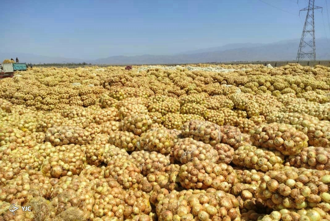 پیاز جنوب کرمان 