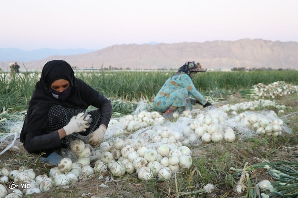پیاز جنوب کرمان 