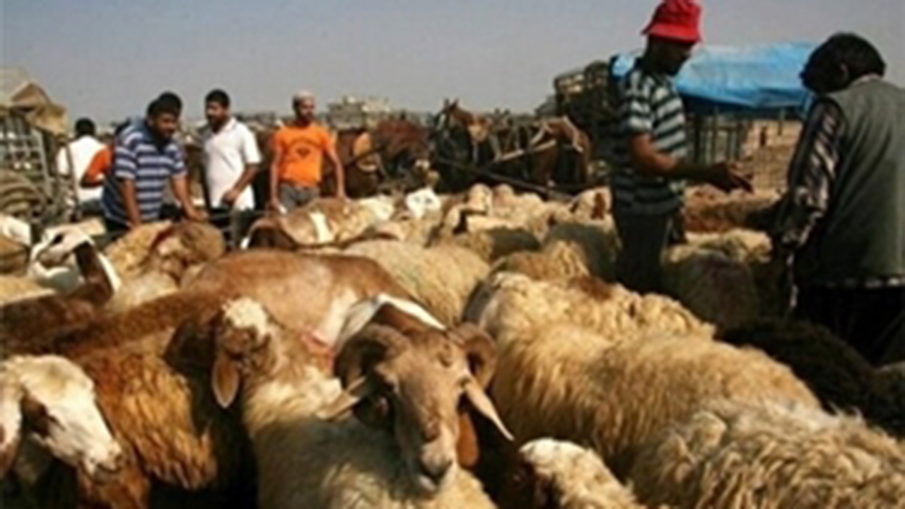 جریمه ۲ میلیاردی برای قاچاق دام در لامرد