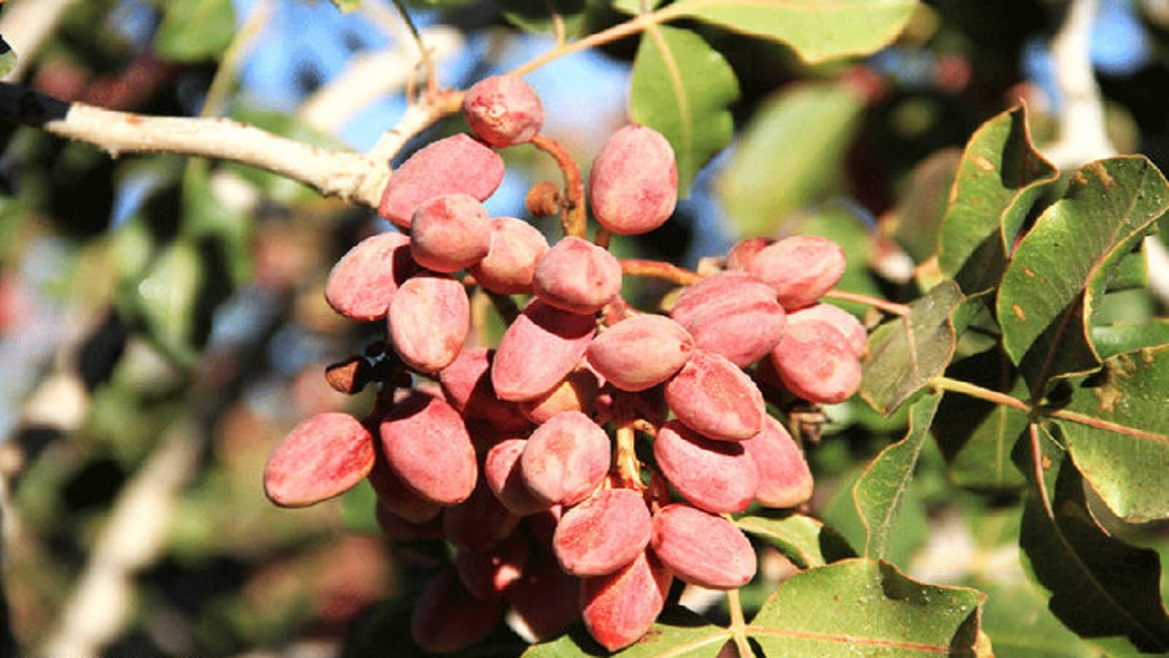 کاشت درخت پسته در ۷۵ هکتار از اراضی شهرستان گیلانغرب