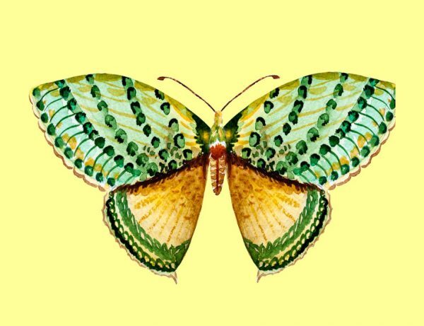 با انتخاب یکی از پروانه ها به شخصیت خود پی ببرید