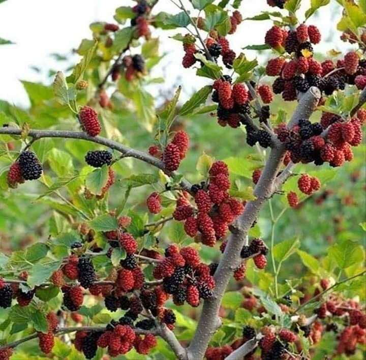 طعم شیرین توت در کوچه باغ های مشهد