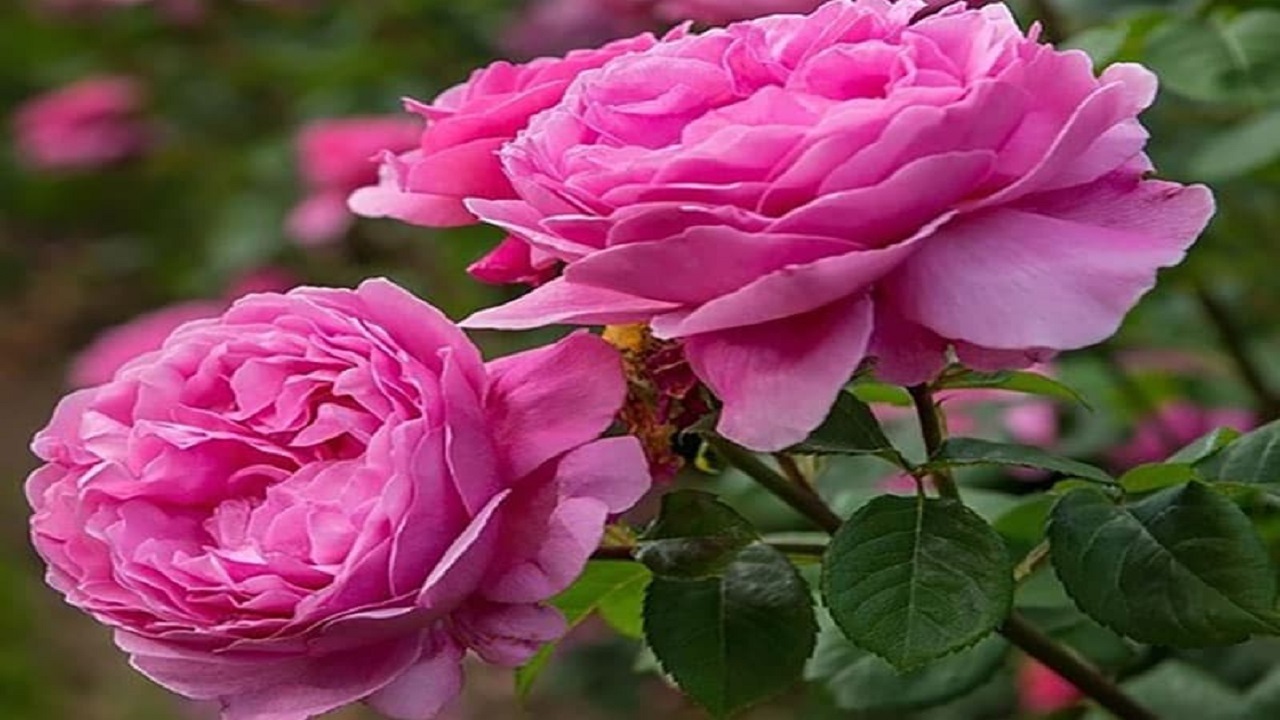 عطر گل محمدی در مهریز پیچید