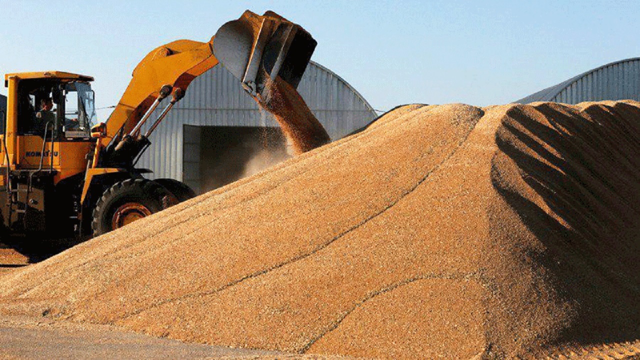 استان همدان بالاترین میزان ذخیره گندم را در کشور دارد