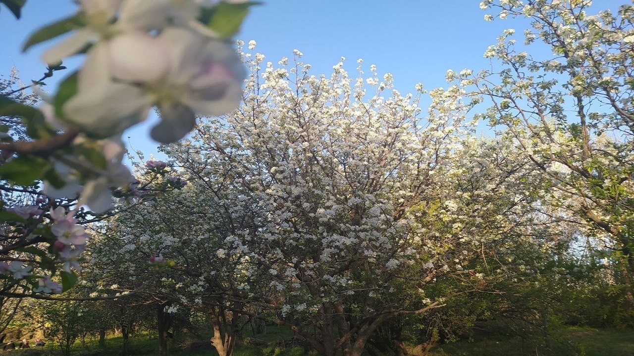 جوانه زدن شکوفه های بهاری در روستای کردآباد شهرستان سلسله