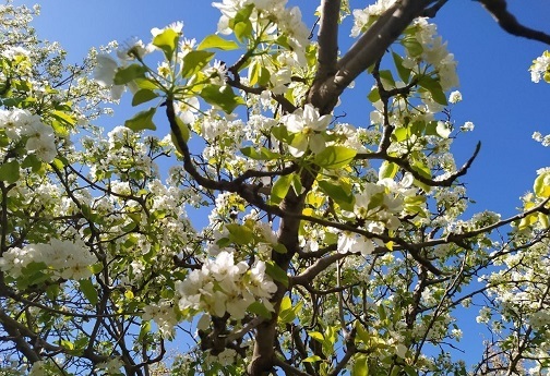 جوانه زدن شکوفه های بهاری در روستای کردآباد شهرستان سلسله