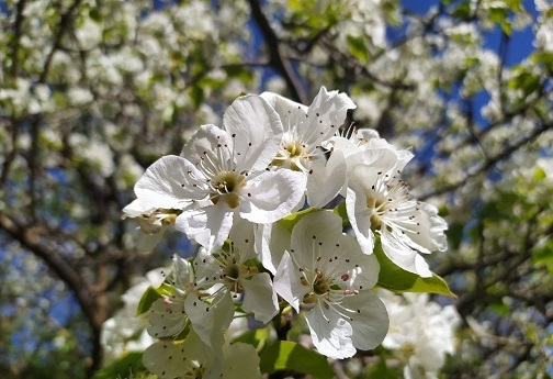 جوانه زدن شکوفه های بهاری در روستای کردآباد شهرستان سلسله