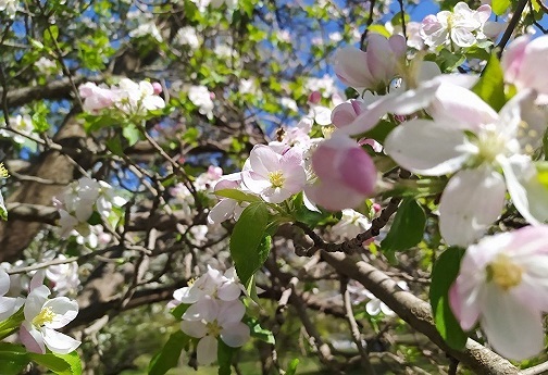 جوانه زدن شکوفه های بهاری در روستای کردآباد شهرستان سلسله
