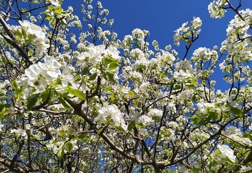 جوانه زدن شکوفه های بهاری در روستای کردآباد شهرستان سلسله