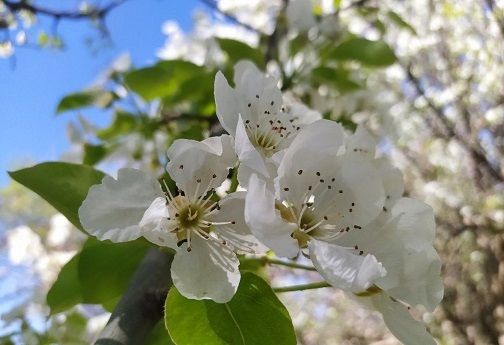 جوانه زدن شکوفه های بهاری در روستای کردآباد شهرستان سلسله