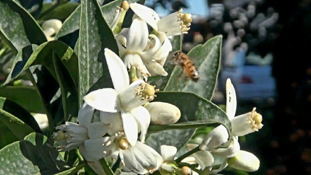 عروسی درختان مرکبات در فصل بهار