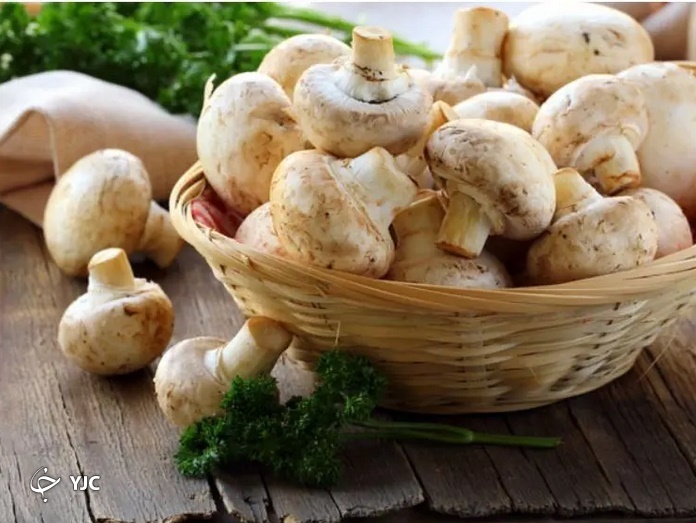 نتایج پژوهشی جدید در خصوص تأثیر خوردن قارچ بر کاهش خطر سرطان