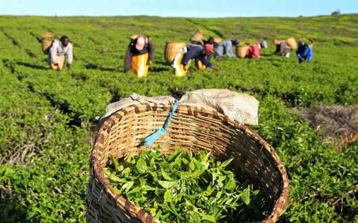 برداشت برگ سبز چای با کیفیت در مزارع شمال کشور