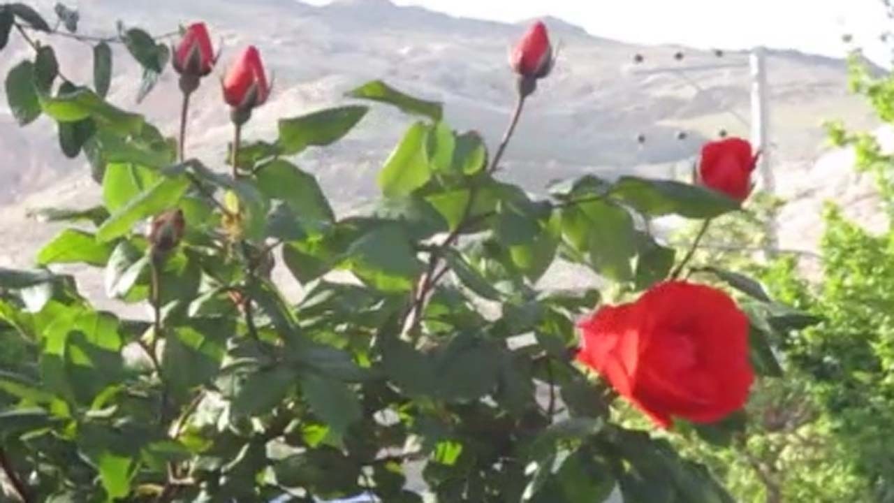 چشم‌اندازی از گل‌های سرخ در سمیرم + فیلم