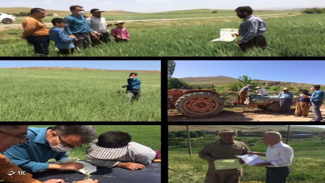 تورزنی و پایش پوره سن گندم در مزارع مهاباد