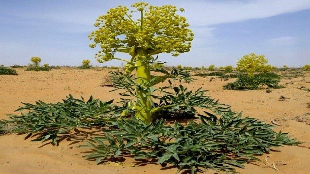 برداشت یک هزارو ۳۰۰ کیلوگرم‌ آنغوزه از بیابان‌های اردستان