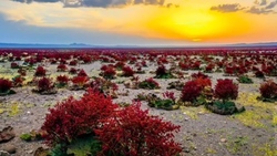 جنگل حرا، عجیب‌ترین جنگل ایران + فیلم