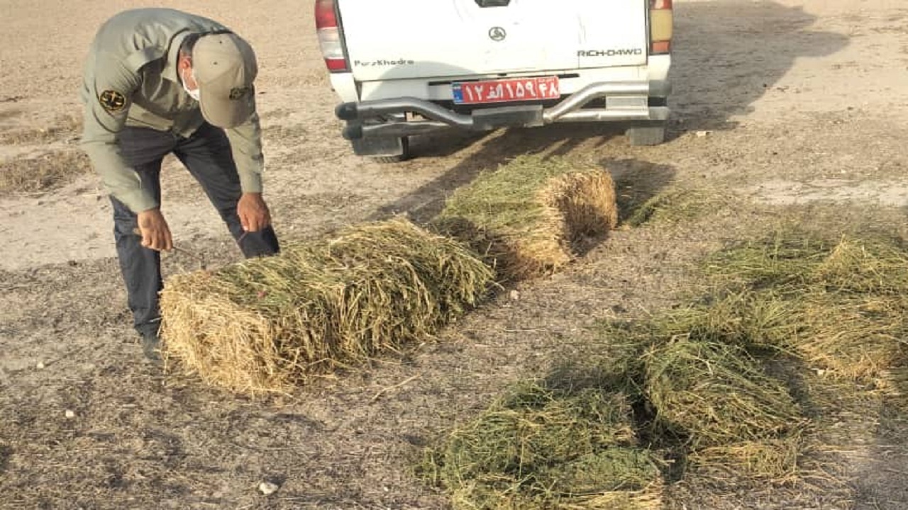 محیط‌بانان به آهوان خارگ علوفه دادند