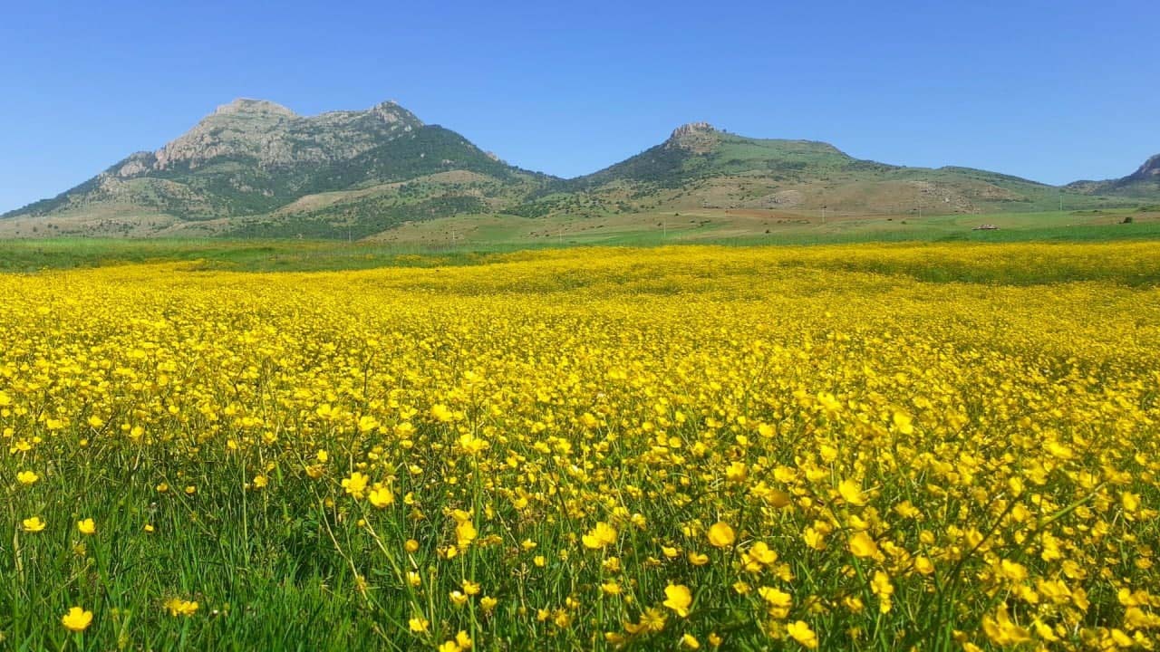 روستای «میرافضل» غرق در گل و زیبایی + فیلم و تصاویر