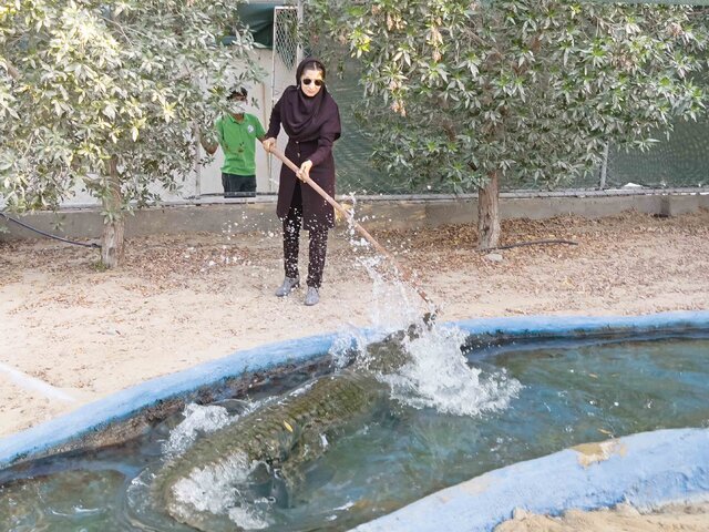 شغل عجیب بانوی شجاع ایرانی  / ماجرای جالب زنی که کارمندی را رها کرد و ملکه تمساح ها شد!