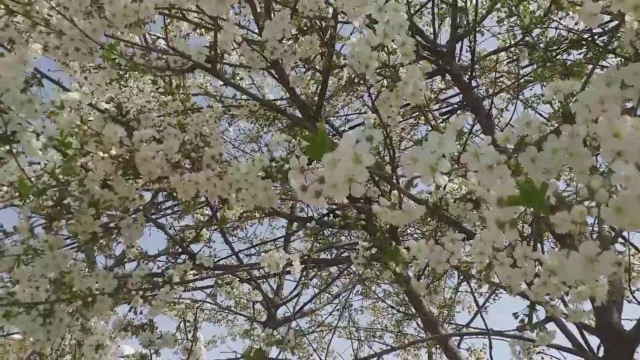 شکوفه‌های زیبای بهاری در روستای  قره آغاج + فیلم