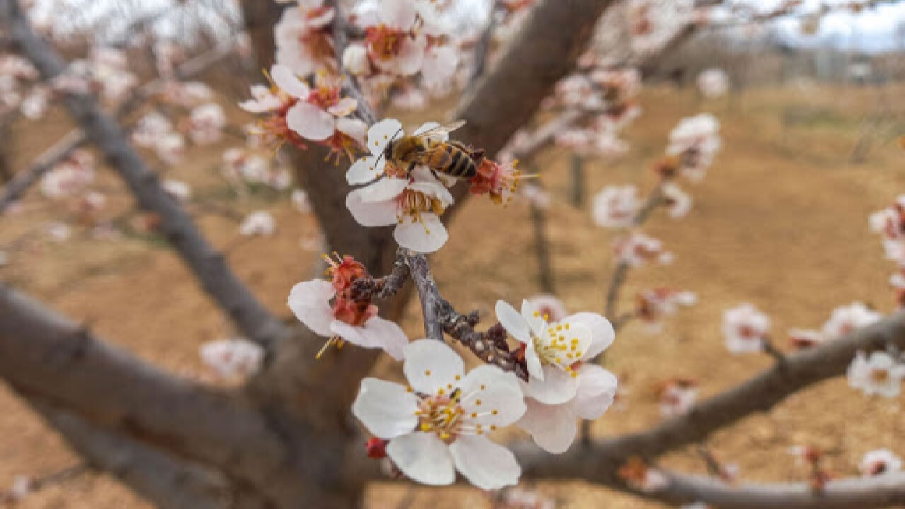 خودنمایی بهار در خراسان شمالی