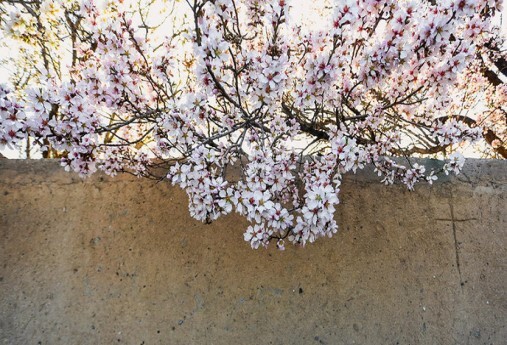 خودنمایی بهار در خراسان شمالی
