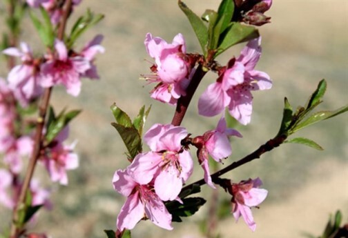خودنمایی بهار در خراسان شمالی