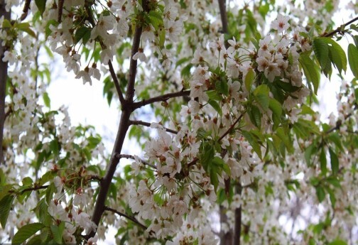 خودنمایی بهار در خراسان شمالی