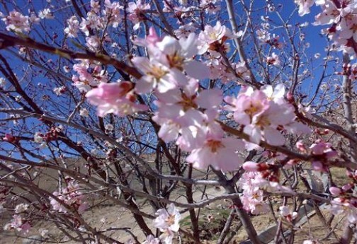 خودنمایی بهار در خراسان شمالی