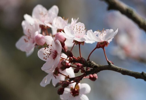 خودنمایی بهار در خراسان شمالی